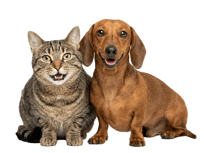 Cat and Dachshund-DatCog for catteries and kennels