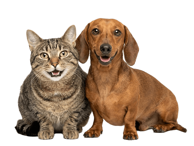 Cat and Dachshund-DatCog demo