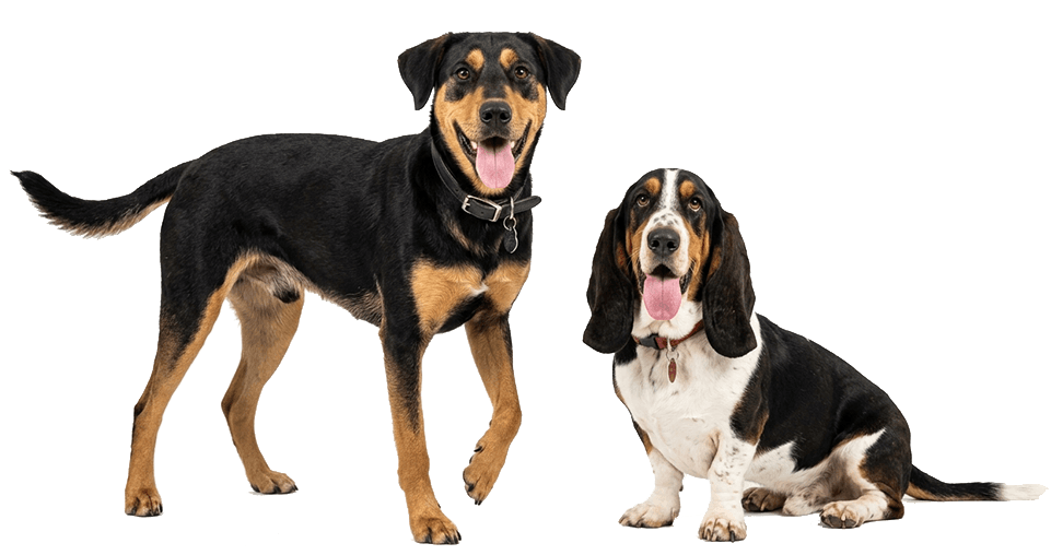 Huntaway and Basset Hound-DatCog kennel software